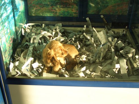 Argh, die verkaufen Hundebabys im Schaufenster :-(