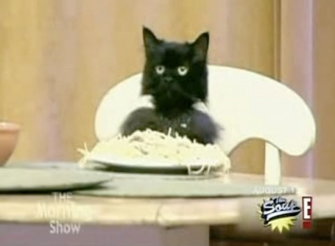 spaghetti-cat
