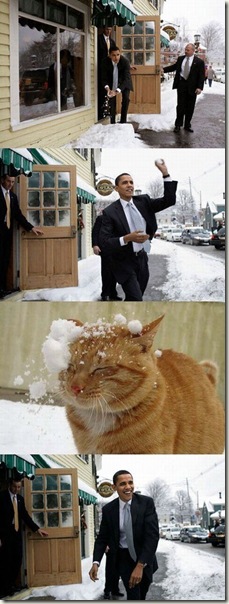 obama snowball katze attacke