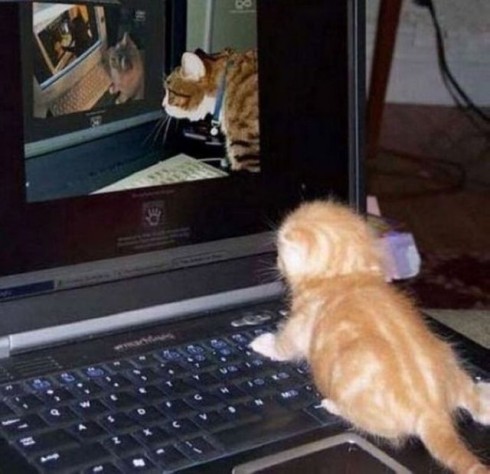 Eine Katze schaut sich Online eine Katze an die sich Online eine Katze anschaut die sich Online eine Katze anschaut