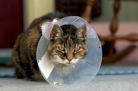 Cone of Shame Cat