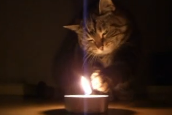 Katze Kerze Feuer