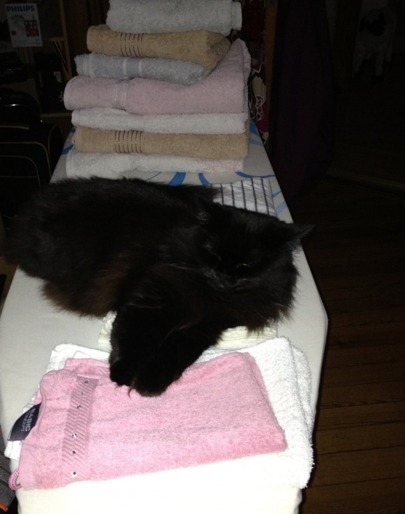 Katze auf Bügelbrett