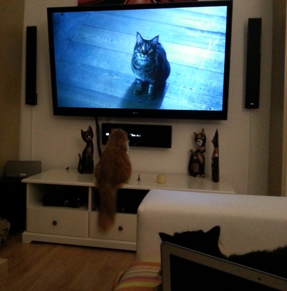 Katze schaut fernsehen