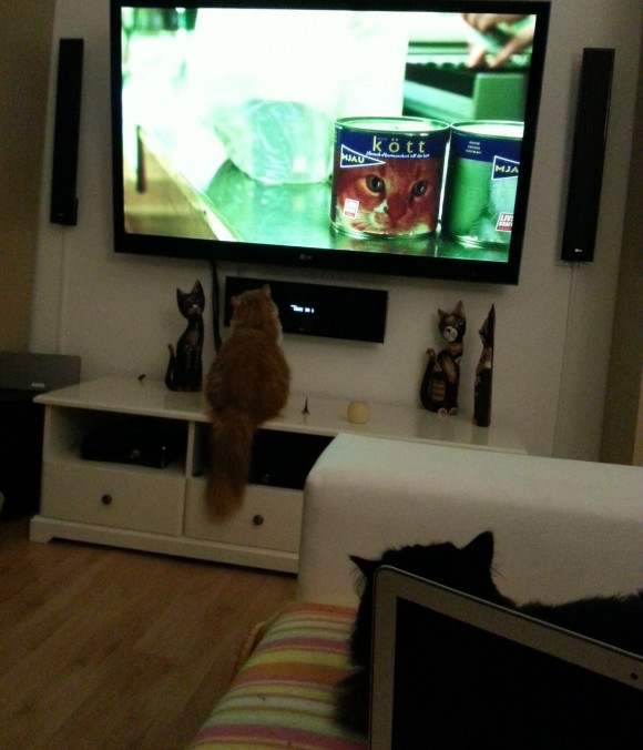 Katze schaut fernsehen - Katzenfutter