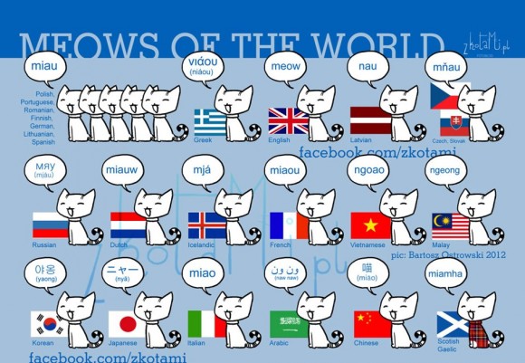 Meows of the world