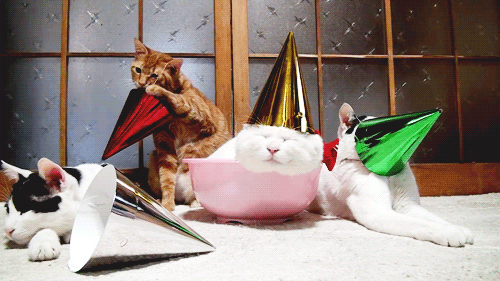 Party ist zu Ende Katzen Animiertes GIF