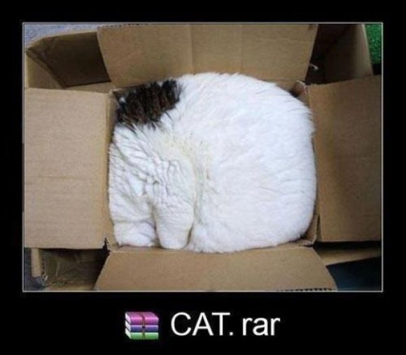 Cat.rar
