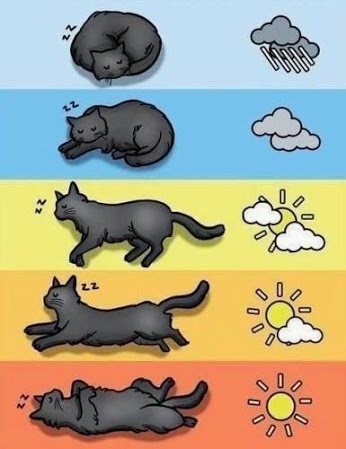Cat Weather Forecast