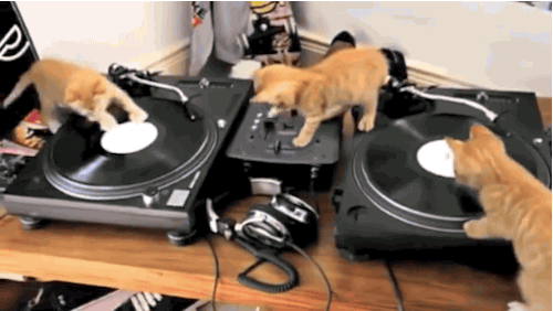 Katzen DJs