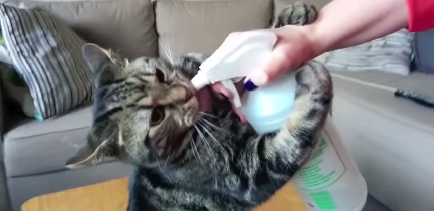 Katze Sprühflasche