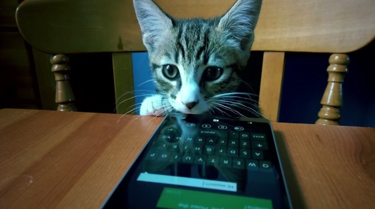 Katzen Lumia 930
