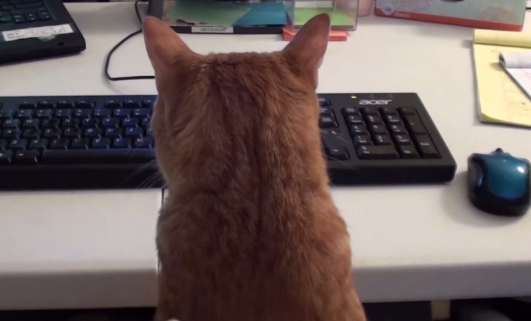 Katze im Home Office