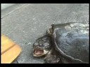 SNAPPING TURTLE - Giant Snapping Turtle Attack!