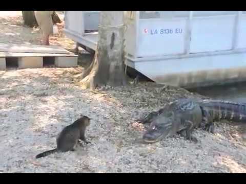 Cat vs Gator - Pet Cat Saves Boy from Two Vicious GATORS- (original)
