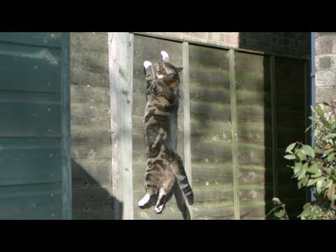 Gravity Defying Cat - The Slow Mo Guys