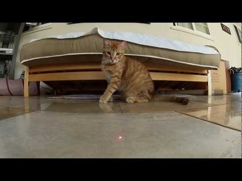 GoPro: Cats vs. Laser