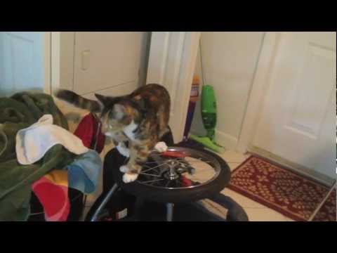 Cat discovers wheels