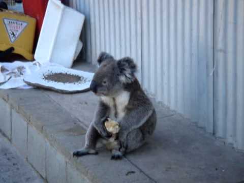 Sensation - Koala eating an apple!