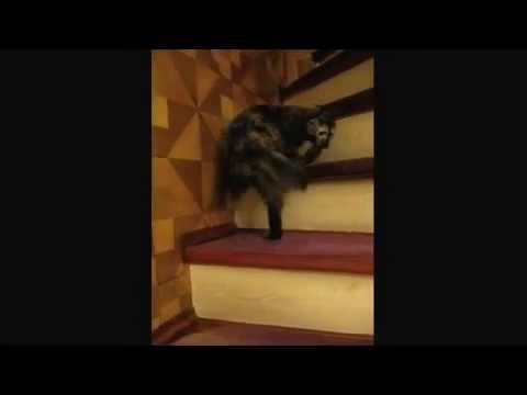Cat Waltzes Up Stairs