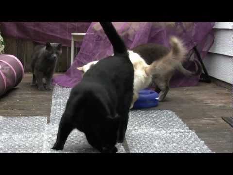 Cats VS Bubble Wrap - Furball Fables