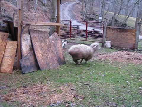 See the Sheep Go Bouncing!