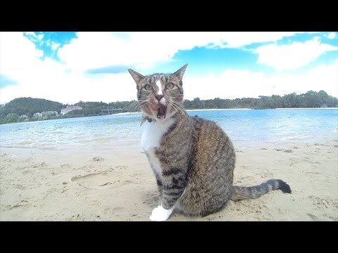 HAPPY DOGS &amp; CAT in AUSTRALIA - Pharrell Williams &quot;HAPPY&quot; song