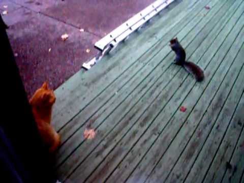 Squirrel steals peanuts from cat 3