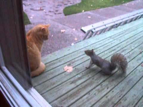 squirrel steals peanuts from cat 2