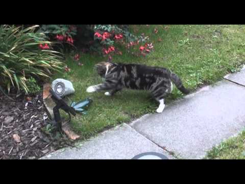 Cat Battles Toy Frog!