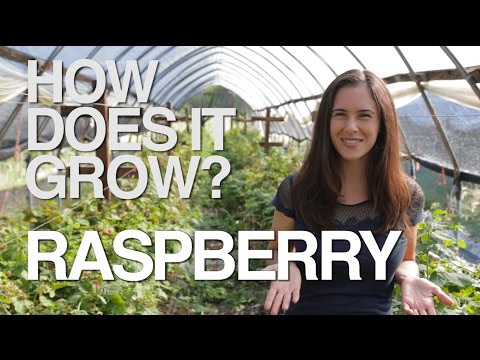 RASPBERRY | How Does it Grow?