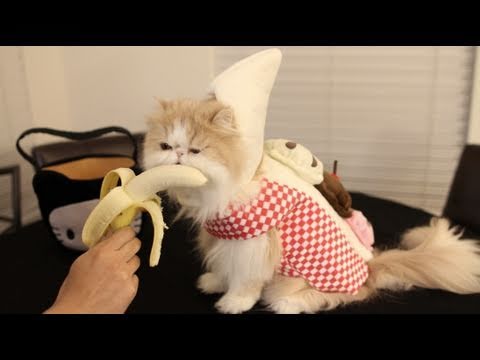 Halloween Cute Banana Cat