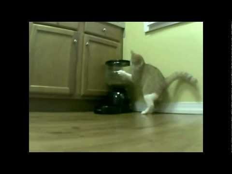 2 days of Cat vs. Automatic Feeder