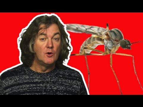 Why do Mosquitoes Prefer some people to others? | James May&#039;s Q&amp;A | Head Squeeze