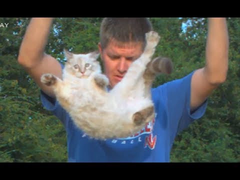 Slow Motion Flipping Cat Physics | Smarter Every Day 58