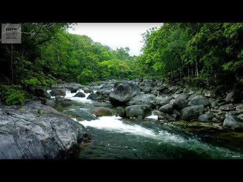 10 Hours Of Relaxing Jungle Sounds | Planet Earth II | Earth Unplugged