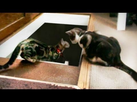 Cat Pushes another Cat Down the Stairs *ORIGINAL