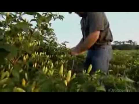 How It&#039;s Made Tabasco Hot Sauce Discovery Channel