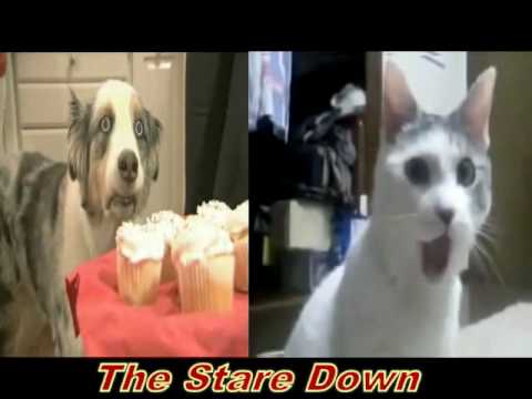 OMG CAT VS STAINS THE CUPCAKE DOG
