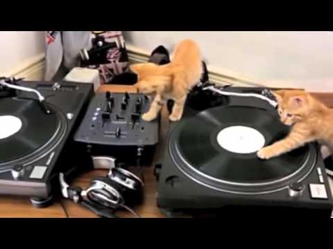 Kitten Beats
