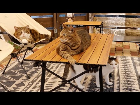 アウトドアリビングを探検するねこ。-Cats explore outdoor living space.-