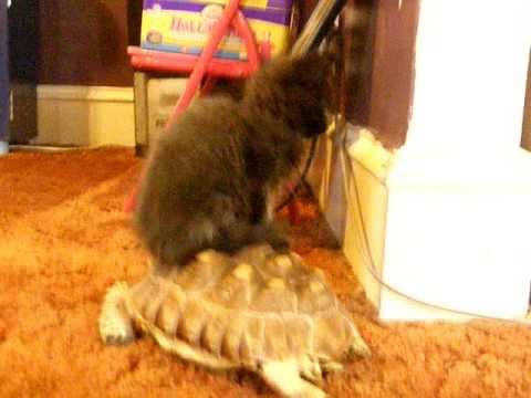Kitty Riding Tortoise Part 1 ORIGINAL VIDEO
