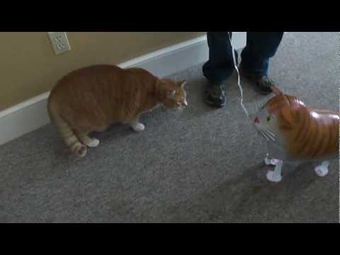 Bert the Cat vs Cat Balloon