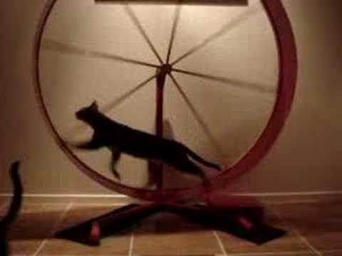 cat going faster on wheel
