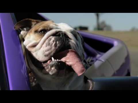 Cadbury Schwepps - Dogs in Cars