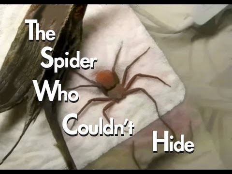 The Spider Who Couldn&#039;t Hide