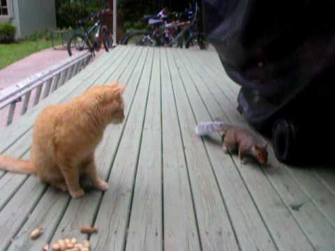 Squirrel steals peanuts from cat