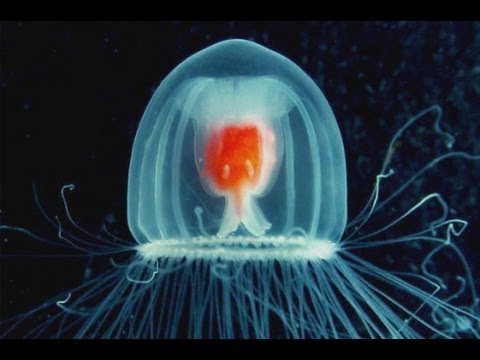 How to Live Forever? Be a Jellyfish