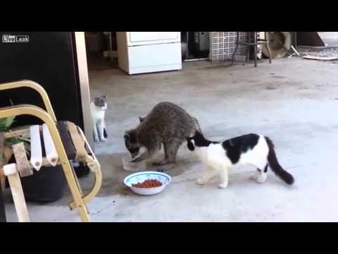 Raccoon Steals Cat Food (voiceover)
