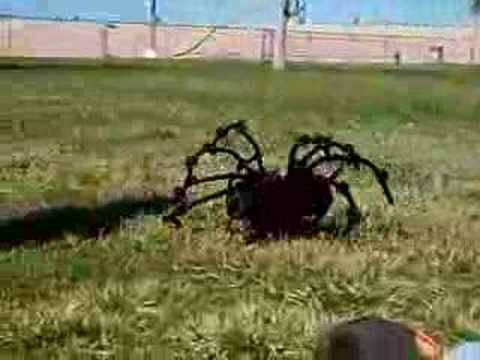 The World&#039;s Most Giant Killer Spider!!